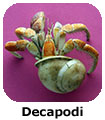 Decapodi